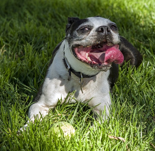 Front view of a small dog with a round thick head, a black nose, squinted brown eyes laying down in grass with a green tennis ball in front of her. The dog's mouth is wide and her tongue is out and curled in a u-shape.