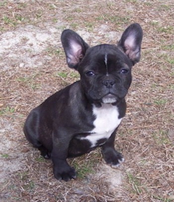 boston terrier boxer puppies