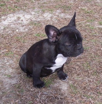 View from above looking down at a black thick wide black and white puppy sitting down in brown grass. The pup has large paws and a round head with a pushed back snout.