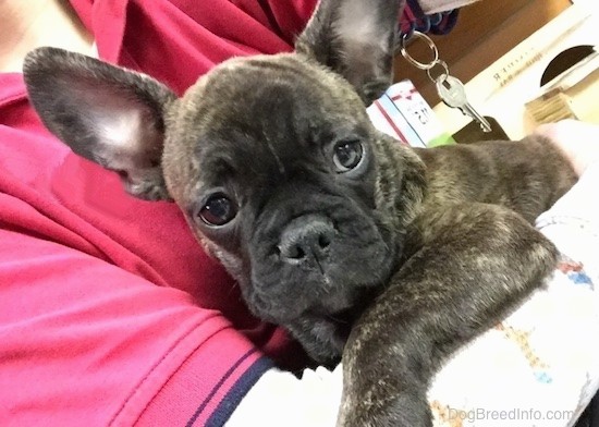 A small brown with black striped and spotted patterned dog with dark eyes, a pushed back face, large perk ears and extra skin in the arms of a person wearing a red shirt.