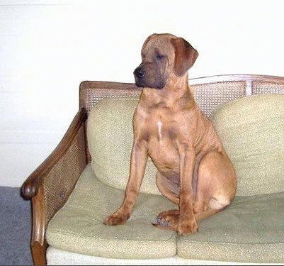 A large orange-tan colored dog that looks like a mastiff sitting on a tan couch looking to the left. The dog has long soft wide ears that hang down to the sides, a darker wide big muzzle and a black nose and a small strip of white down his chest.