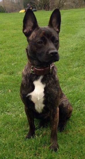 Front view of a black brindle dog with a white chest and large ears that stand up to a point sitting down in grass outside in a yard with a person driving a yellow tractor behind her