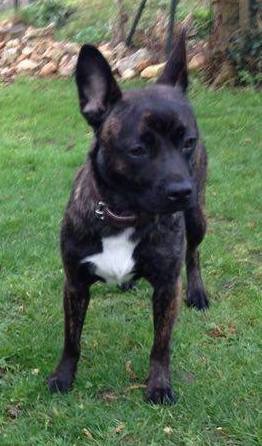 A small black brindle dog with a white chest and dark eyes with a black nose standing outside in grass with an old stone wall behind her