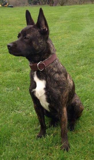 Adorable French Bulldog German Shepherd Mix