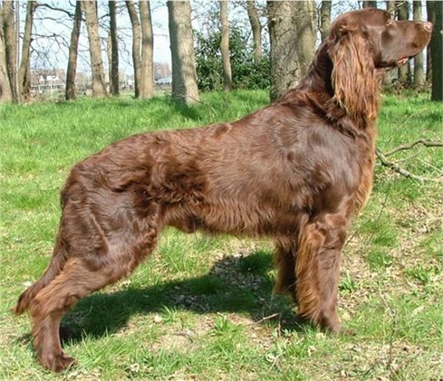 Side view of a big brown dog with a wavy coat and long ears with wavy hair hanging from them posing outside.
