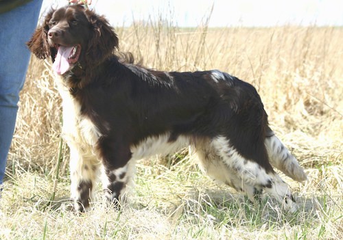 A brown large breed with white on her legs with brown ticking and long ears that hang down to the sides standing in a feild with her tongue out.