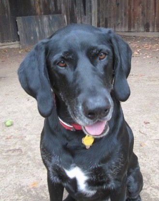 Front view head shot of a shiny black dog with white on his chest sitting down in dirt looking relaxed and happy with his pink tongue showing wearing a red collar