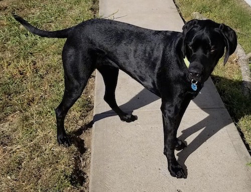 A large, shiny coated black dog with ears that hang down to the sides and a long tail standing outside on a sidewalk in the sunshine