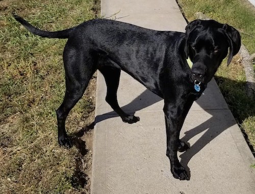 shorthaired pointer lab mix