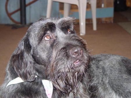 Upper body and head shot of a large black dog with a long scruffy looking hair, a beard on her chin, a big black nose and brown eyes with long eyebrows looking up while laying down on a floor inside of a house.