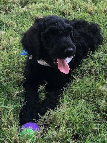 A solid black wavy coated puppy with ears that hang down to the sides and a pink tongue showing laying down in grass with a dog toy at her front paws