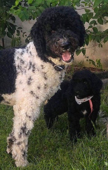 A large tight curly coated black with white dog standing outside next to a black curly coated puppy who is wearing a bandanna outside next to a white building in front of a garden