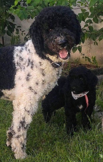 large poodle cross