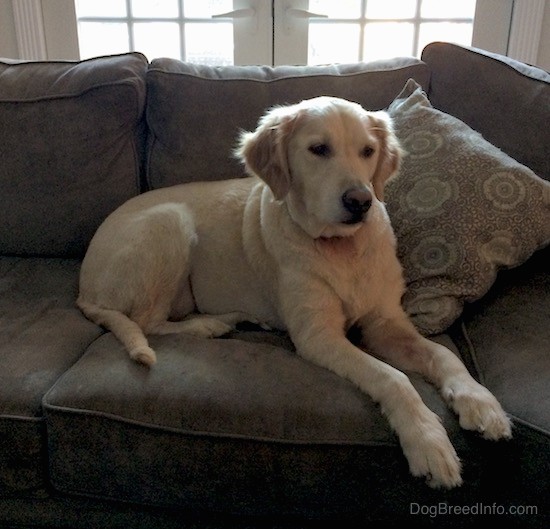 A large breed tan dog with ears that hang to the sides laying down on a brown couch inside of a house with French doors behind her