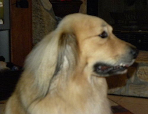Side view of a thick coated tan dog with long drop ears that hang down to the sides with longer black hairs on them, dark eyes and a black nose with a long muzzle and a big head sitting down looking to the right inside of a house in front of a stone wood burning stove insert.