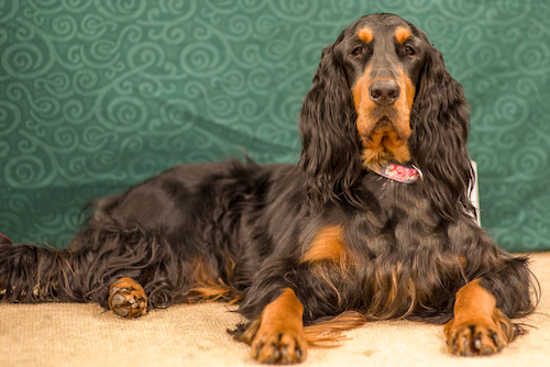 red gordon setter