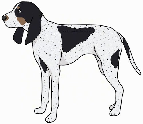 Side view drawing of a tall white, black and brown hound dog with long ears that hang past the dogs head, a long tail, dark eyes and a black nose standing up.