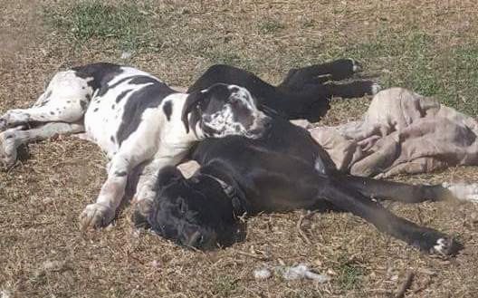 Two extra large breed dogs laying down in brown grass, a black and white spotted dog and a black dog with a white chest.