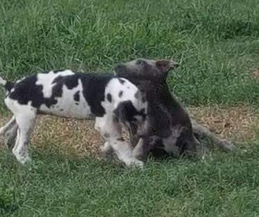 Two large breed puppies, a black and white spotted dog and a black dog with a white chest, playing in grass.