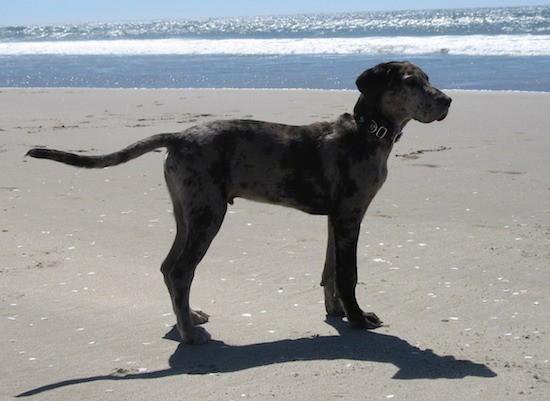 Side view of a tall, short haired dog with gray with black markings, a long square muzzle, small ears that fold over to the sides and a long tail standing out on a beach in front of the ocean waves. You can see the dog's shadow below him.