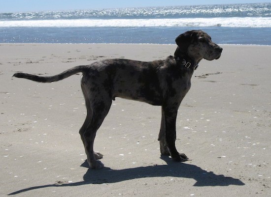 great dane cross breed