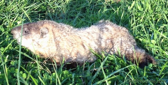 The right side of a  Groundhog that is standing across a grassy hill.