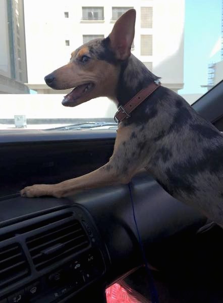 A tan, gray and black dog with large perk ears inside the front seat of a car with its paws on the dashboard looking out the window.