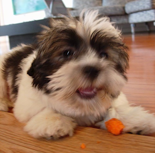 havanese shih tzu mix puppies