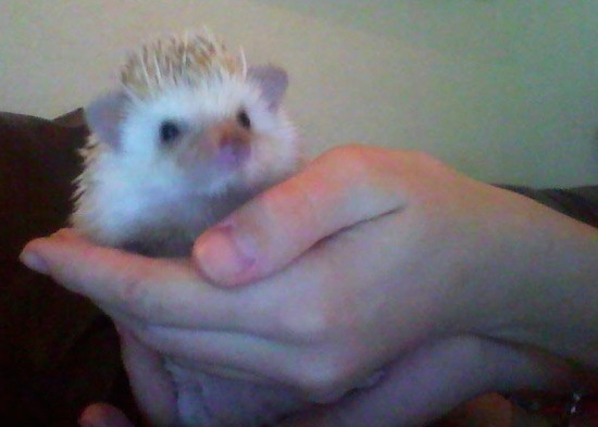 A human holding a white and tan small animal in their hands. It has a pink nose, small black round eyes and small triangle shaped ears with what looks like spikes on its back.