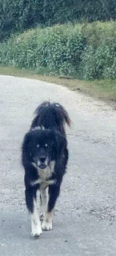 Front view - A large breed thick coated black with white dog walking down the middle of a small road surrounded by trees.