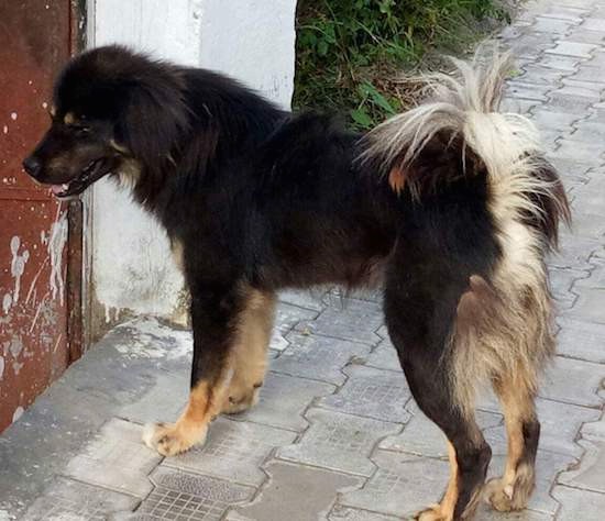 Side view of a thick coated black with tan dog that has longer fringe hair on its tail, back of his legs and on his ears. The dogs body and face are black with tan paws and tan spots above each eye.