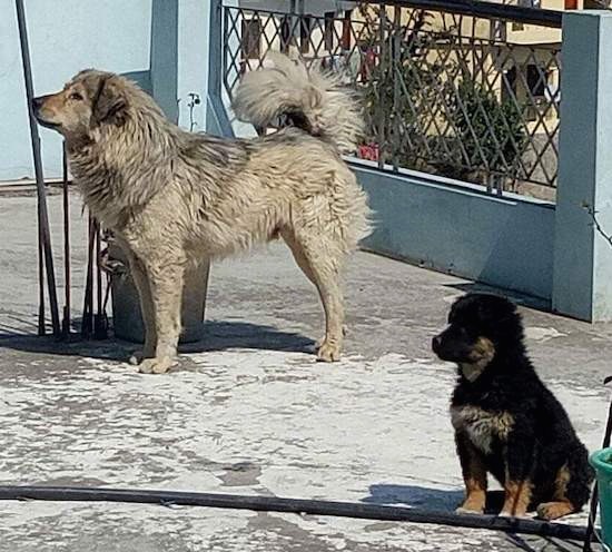 A large breed adult tan dog standing outside on a concrete patio with its thick tail curled up over its back. There is a small thick coated black and tan puppy sitting down a few feet away from it.