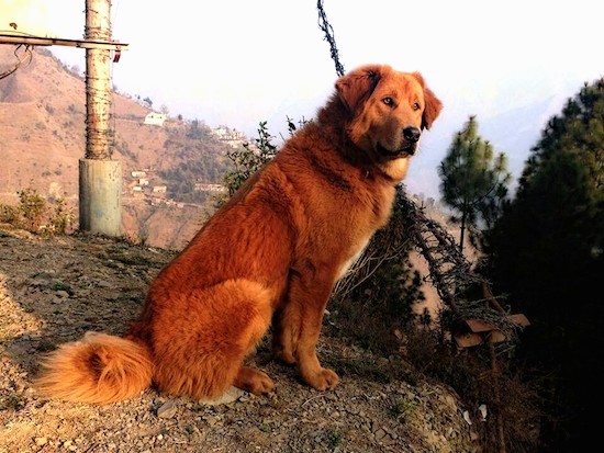 himalayan dog