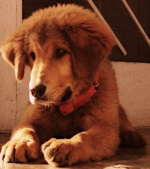 Front view of a large breed puppy with a thick coat and drop ears that hang down to the sides and big paws laying down on concrete with a white door behind him.