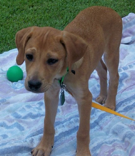 foxhound terrier mix