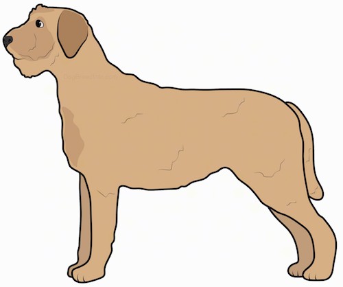 Side view of a tan dog with small ears that hang down to the sides, black eyes and a dark nose with a wiry looking body.