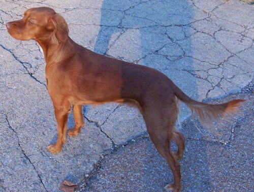 Side view of a shorthaired red dog with ears that hang down to the sides and a long tail with fringe hair hanging from it with white on its chest standing on pavement.
