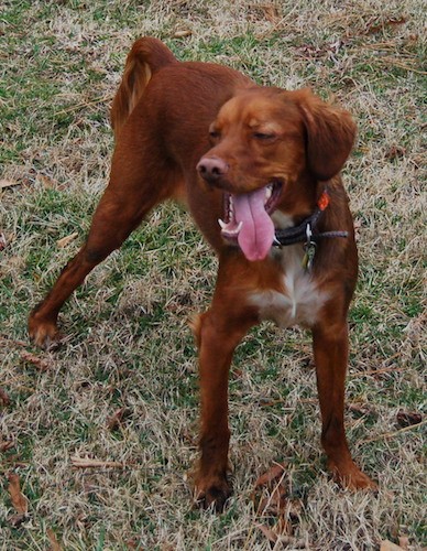 Front view of a dog with red fur and white on its chest wiht his pink tongue hanging out to the side standing on grass with its eyes squinted.