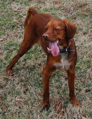 Mundskyl Samtykke så meget List of Irish Setter Mix Breed Dogs