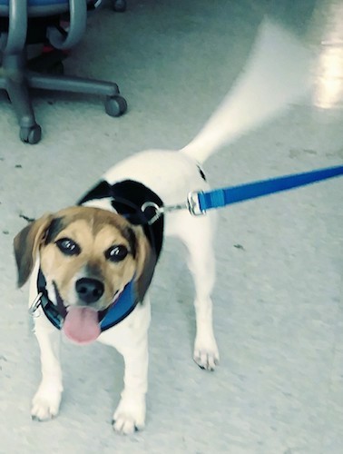 A tricolor black, white and tan dog with ears that hang down to the sides and dark eyes wagging his tail while on a blue leash.