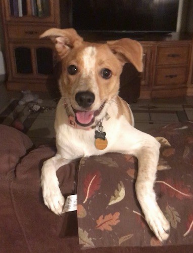 A happy looking tan and white medium-sized dog with ears that stick out to the sides, a black nose and dark round eyes laying over the back of a couch in a living room