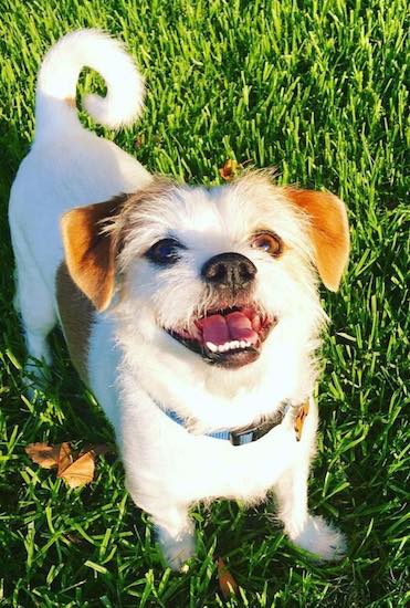 View from the top looking down at a small wiry looking white with tan dog that has a black nose, black lips, brown eyes and a tail that rings up over its back. The dog is standing in the grass with the sun shining on its face.