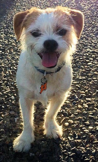 Front view of a wiry looking white with tan dog that has a black nose, a pink tongue and dark eyes standing on a blacktop surface.