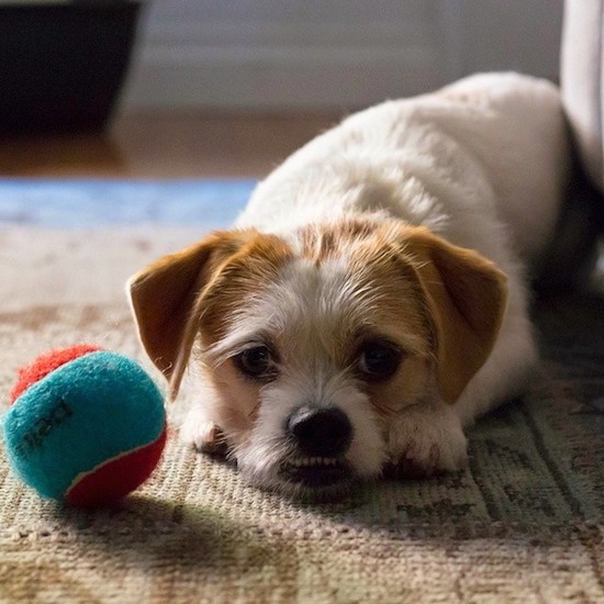 Front view of a white with tan dog that has ears that fold over and hang down to the sides in a v-shape, wiry looking hair coming off of its face, a black nose and dark eyes laying on a carpet next to a teal-blue and orange tennis ball.