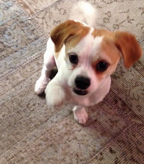 View from the top looking down at a white with brown dog sitting down on a tan carpet with one paw up in the air. The dog has a black nose and dark wide eyes and black lips. Its tail curls up over its back in a ring.