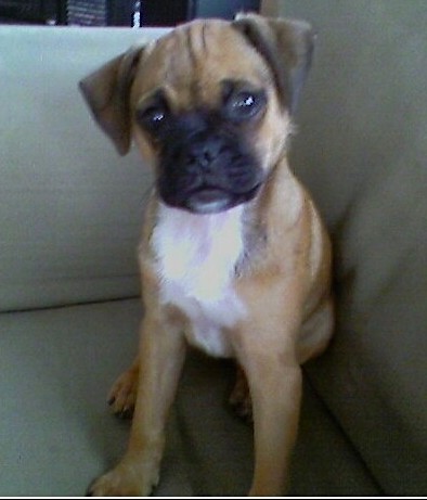 pug x jack russell for sale