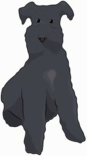 Front view drawing of a black thick coated dog with small ears that fold out and down to the sides with dark eyes and a dark nose sitting down.
