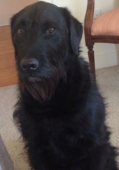 A black dog with along beard of long hair and a wavy coat, black nose and brown eyes sitting down on a carpet next to a chair