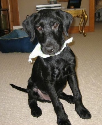 A shiny coated black puppy with soft ears that hang down to the sides and brown eyes sitting down on a tan carpet wearing a bandanna around his neck