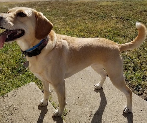 labrador retriever & beagle mix